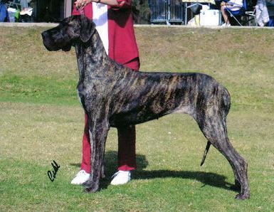 Merlin great best sale dane